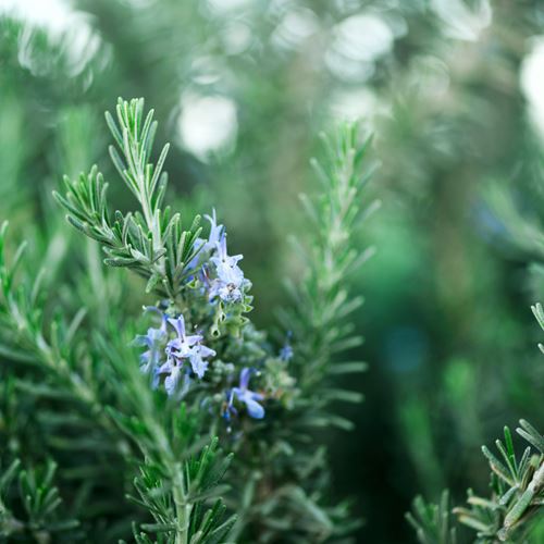 CONOCER PLANTAS SILVESTRES DEL ENTORNO